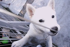 犬その４