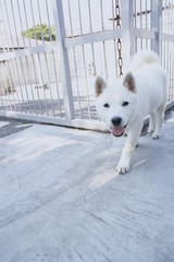 犬その３