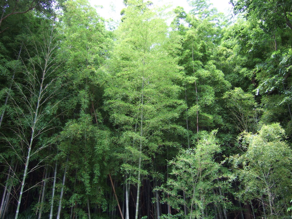 竹林