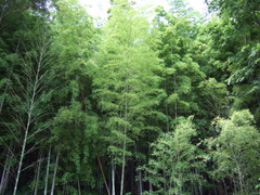 竹林