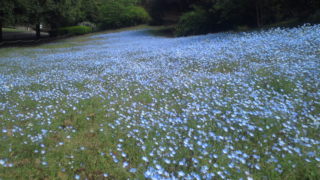 IN THE PARK