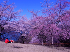 三春の桜