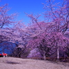 三春の桜