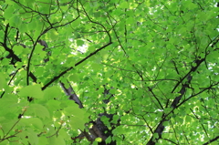 Greenery