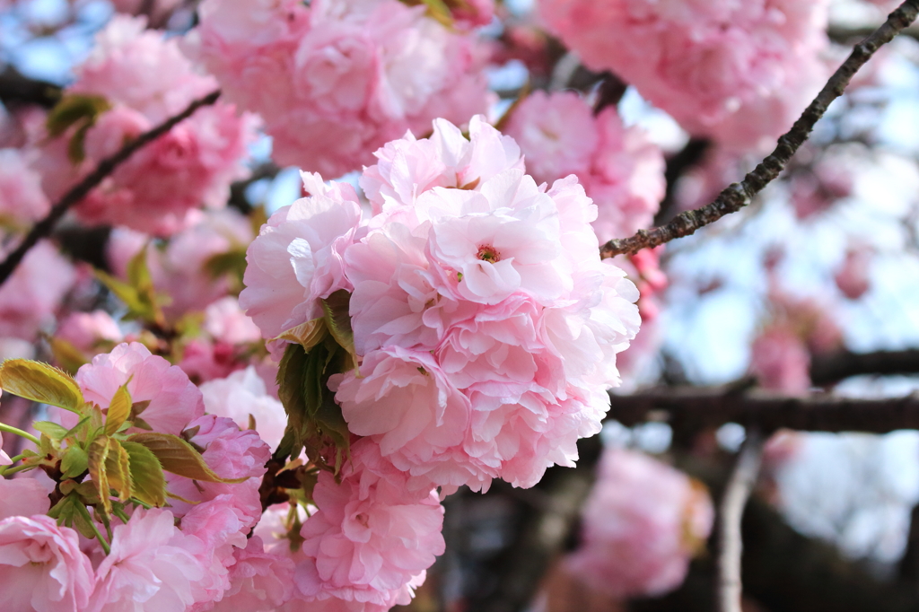 八重桜ブーケ