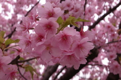 満開の河津桜
