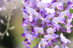 Wisteria