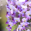 Wisteria