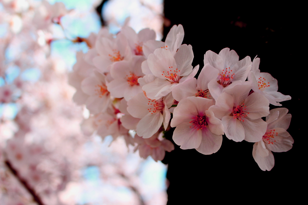 Sakura