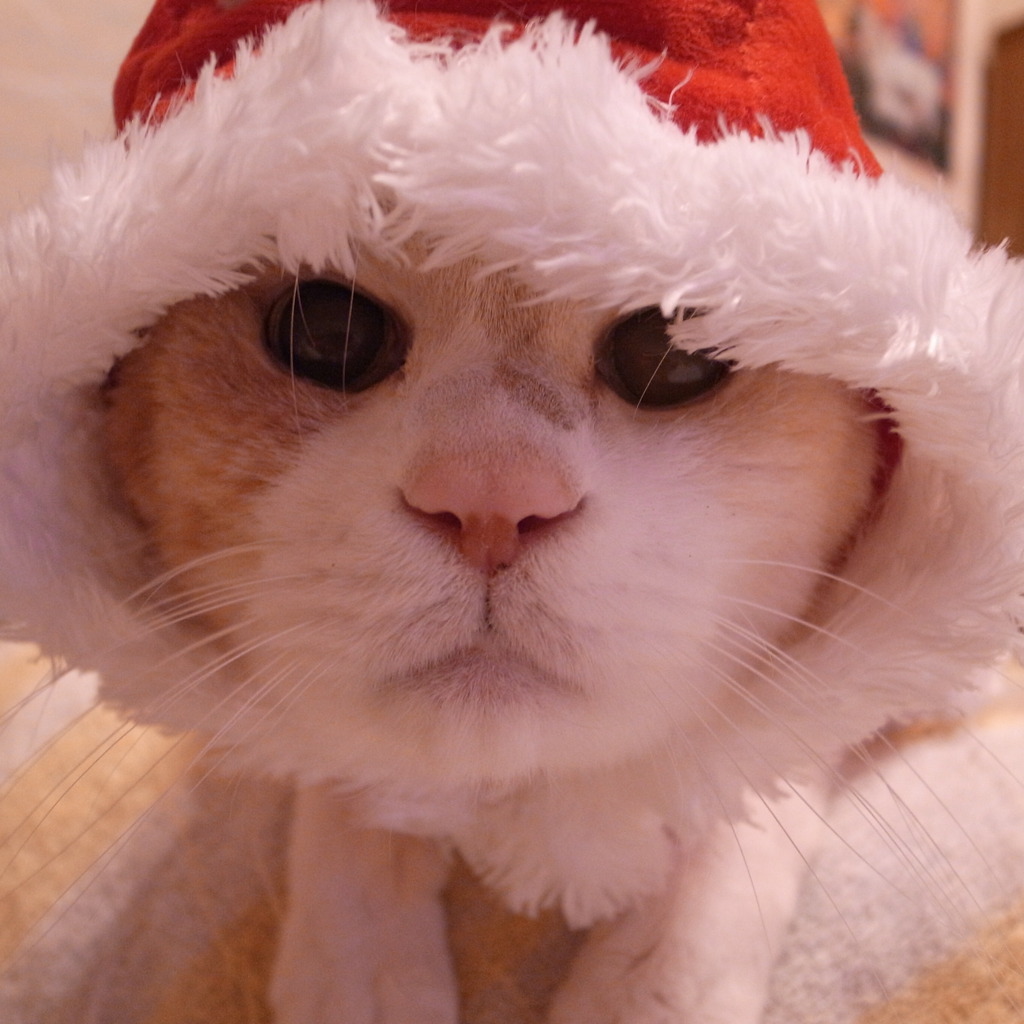 Merry Christmas!