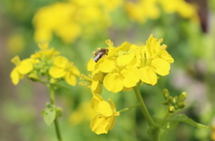 春の花