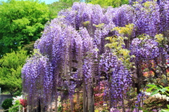 Gorgeous Wisteria