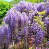 Gorgeous Wisteria