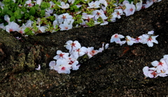 桜散る