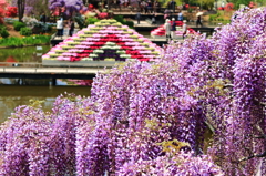 Flower Park