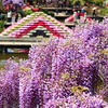 Flower Park