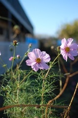 華４