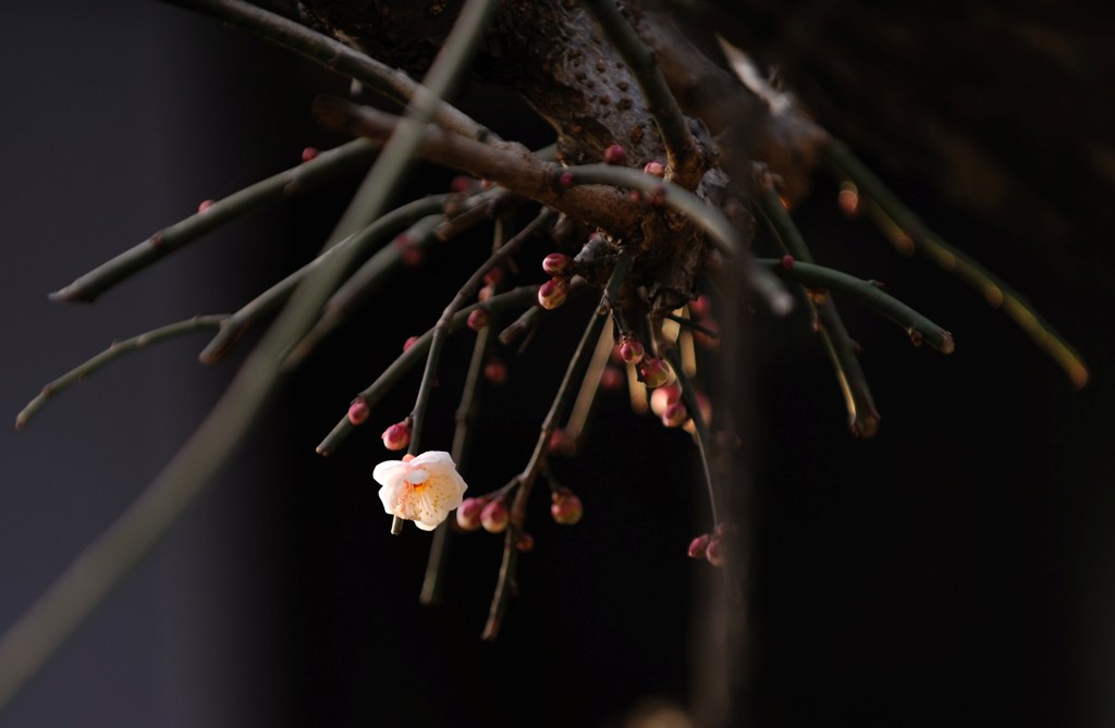 春の香り