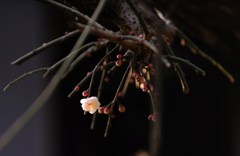 春の香り