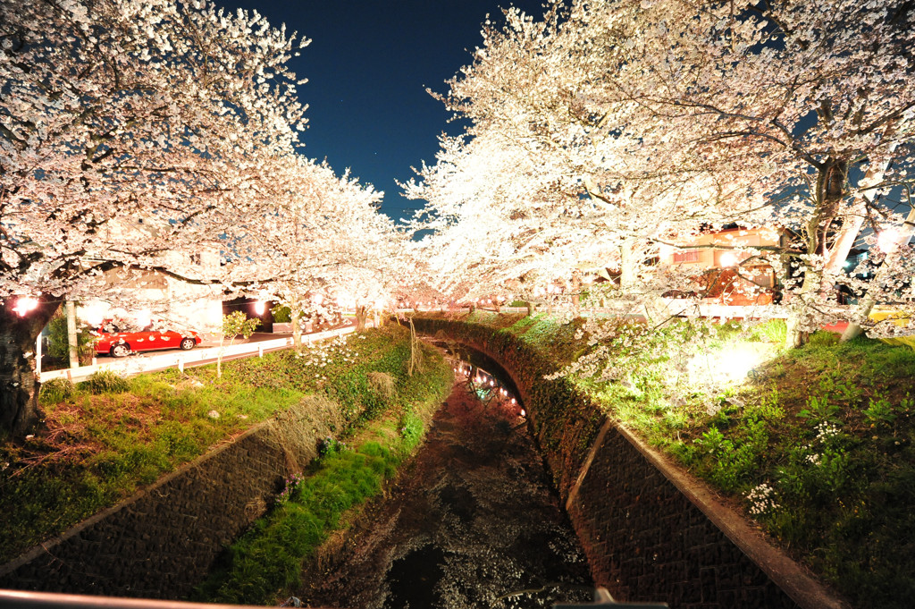 sakura