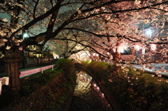 ２０１３さくら
