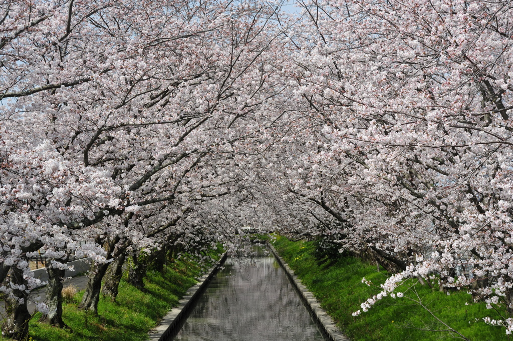 sakura kiyagawa river