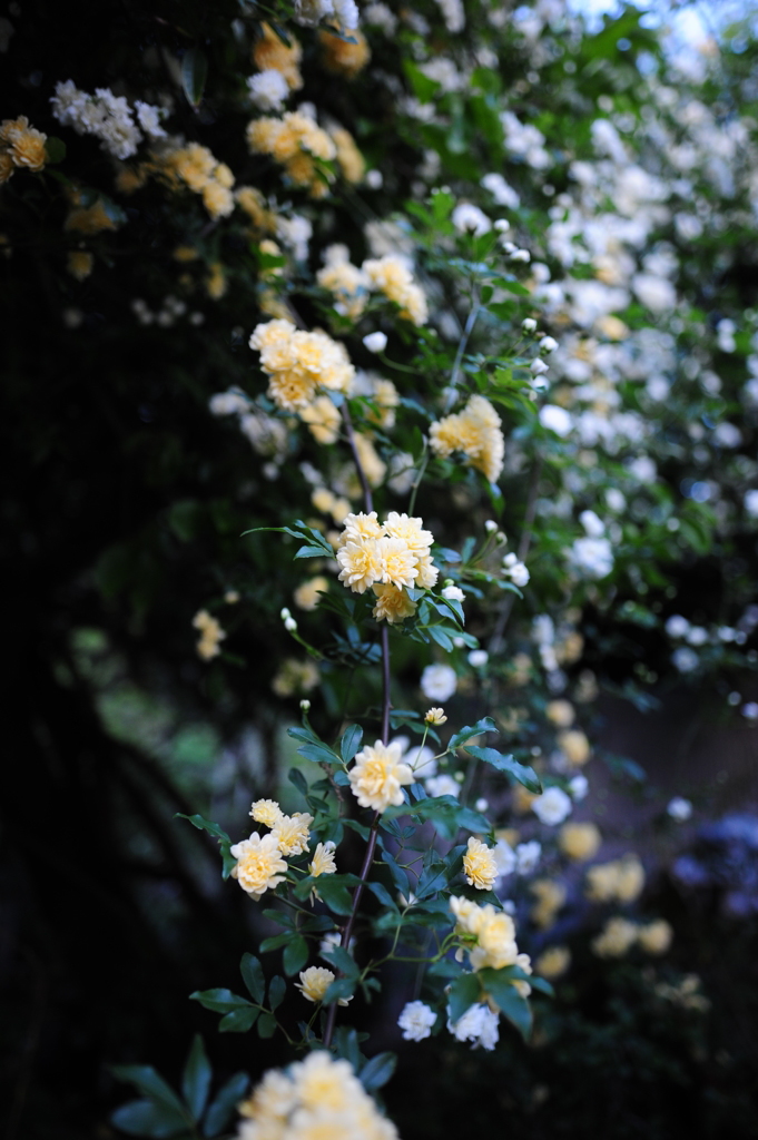木香薔薇