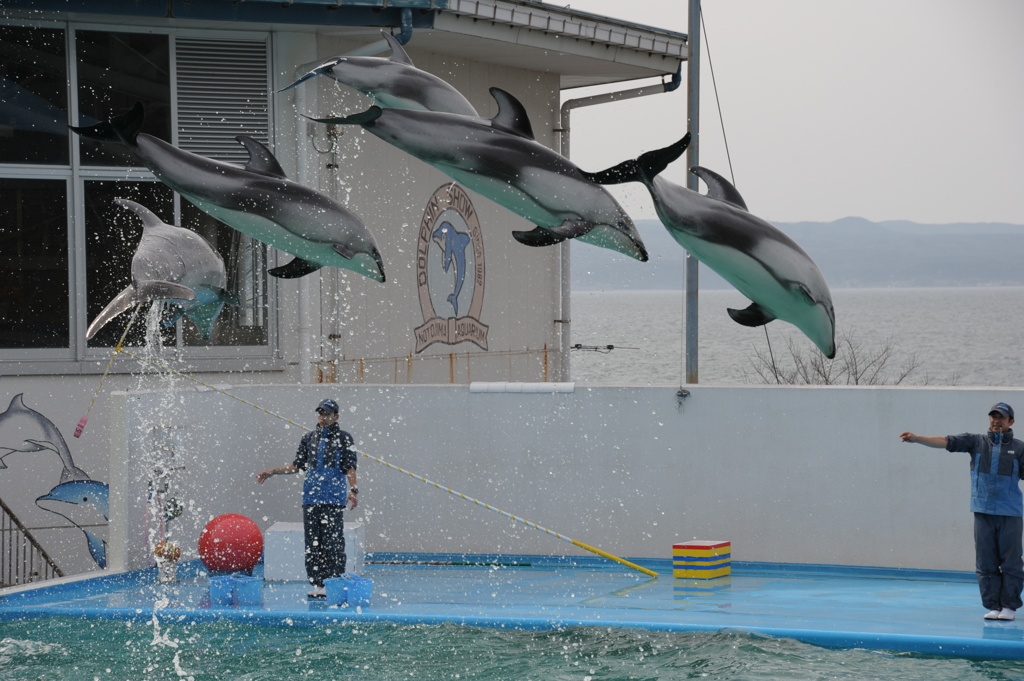 flying dolphins