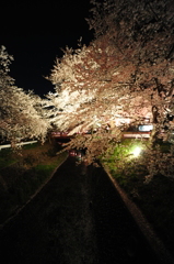 Sakura Azuma River