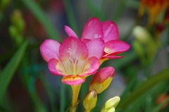 華１