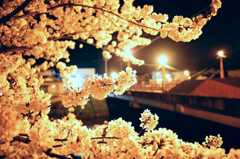 sakura katsumata river