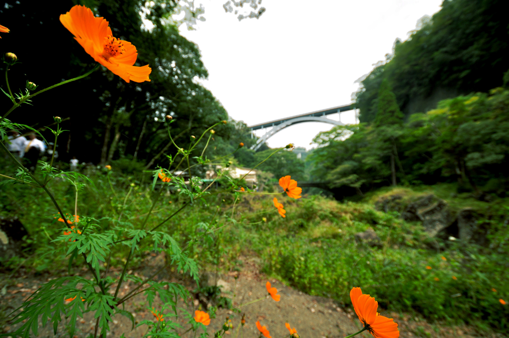 花と橋