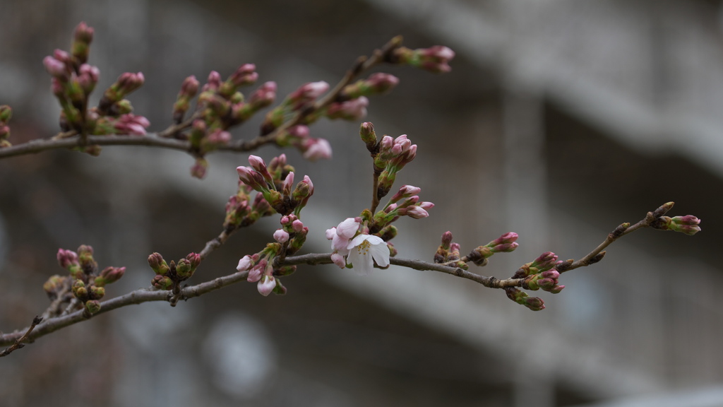 平成最後の桜開花