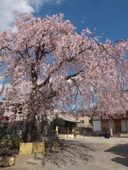 枝垂れ桜