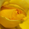 薔薇が咲き始めました