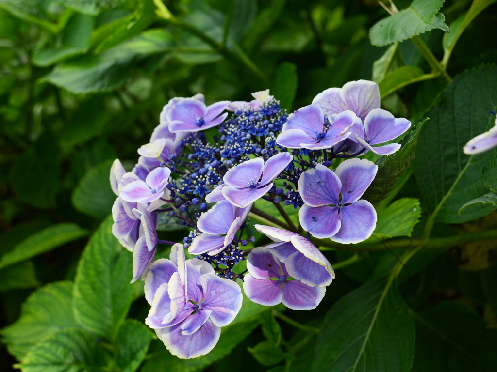 紫陽花真っ盛り