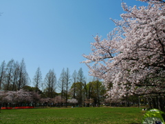 桜の咲く公園