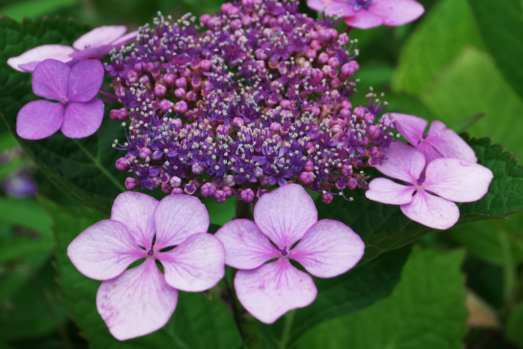 紫陽花真っ盛り