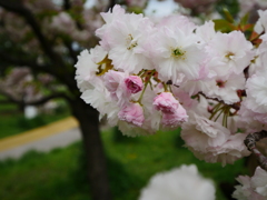 今年最後の八重桜