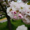 今年最後の八重桜