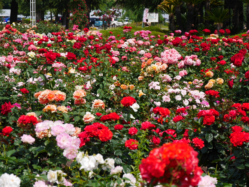 5月の薔薇園（’１７）