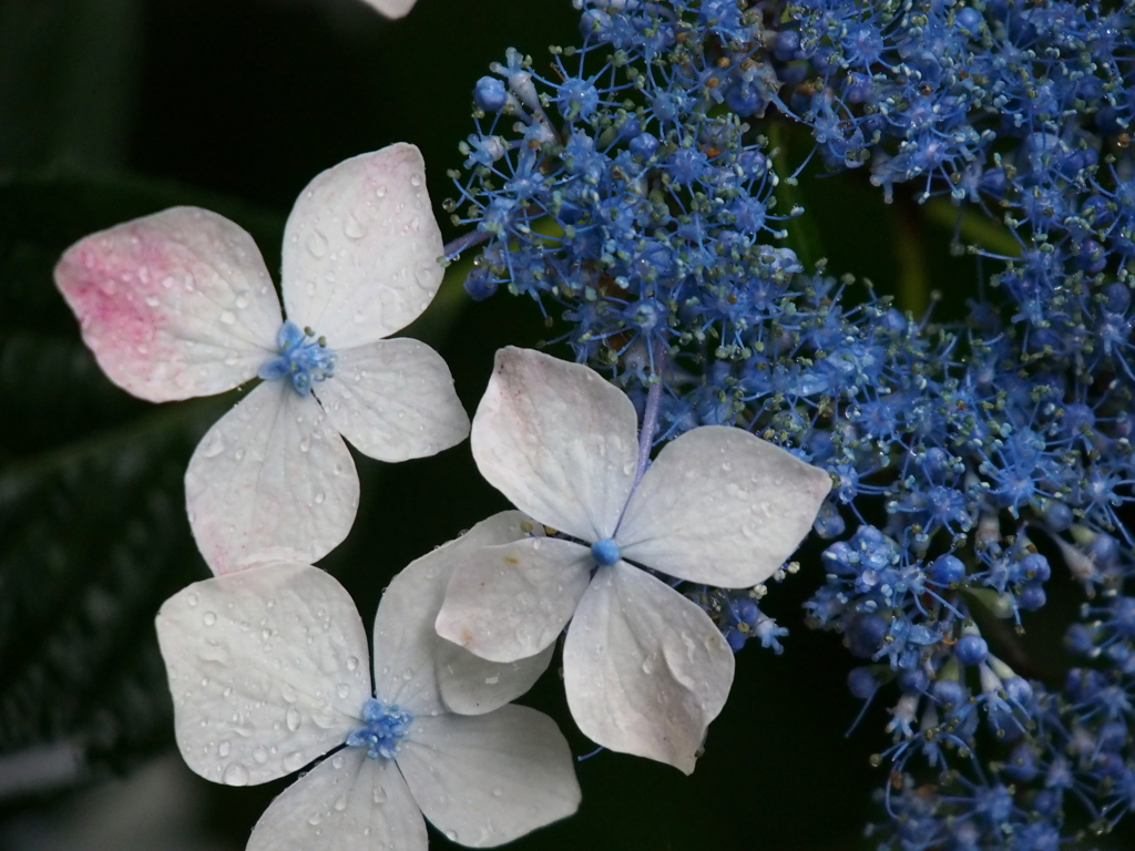 雨と紫陽花