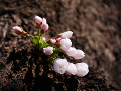 春の千鳥ヶ淵に咲く花　ソメイヨシノ