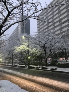 桜並木の雪景色