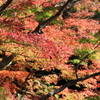 紅葉燃える