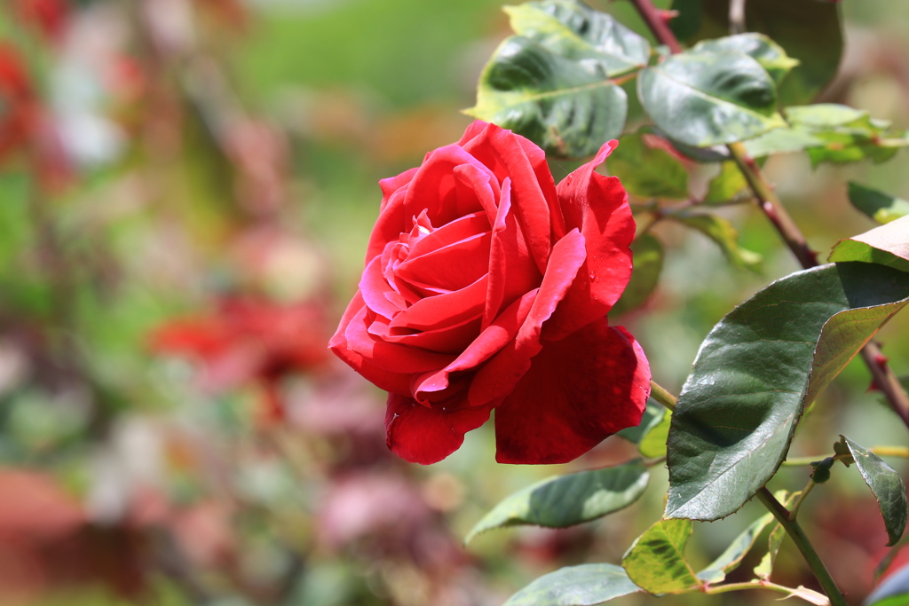 真紅の薔薇