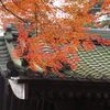 金乗院　紅葉'16　⑥