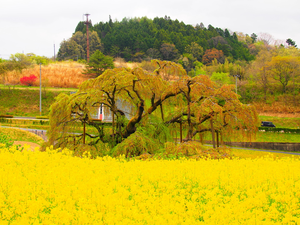 三春の滝”葉”桜