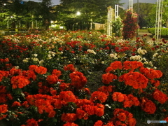 夜の薔薇園