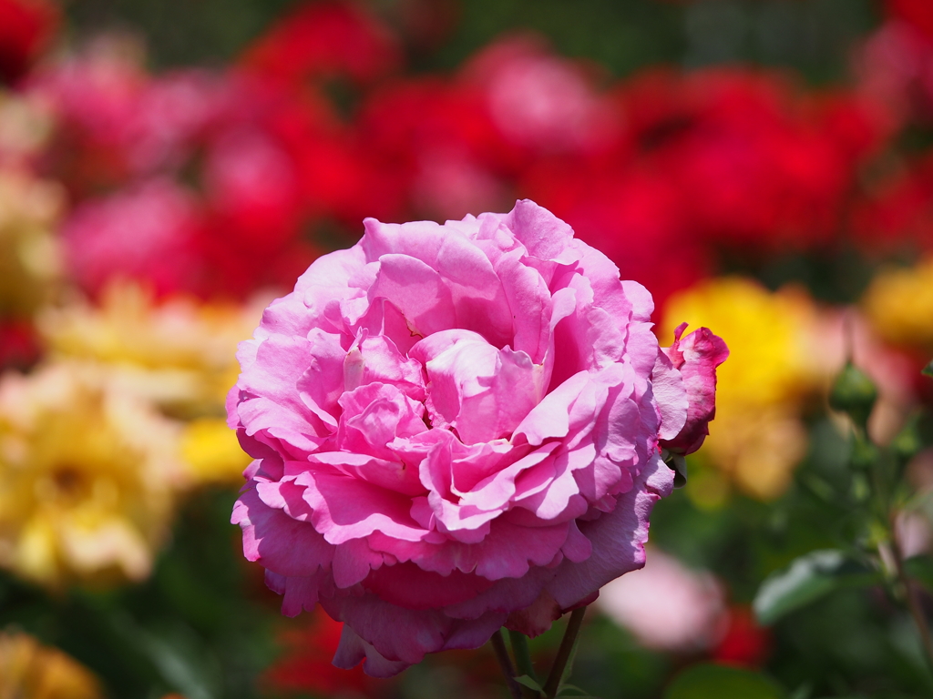 鶴舞公園の薔薇（’１５）